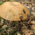 Herfst_2011-05