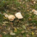 Herfst_2011-06