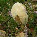 Herfst_2011-07
