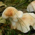 Herfst_2011-08