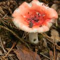 Herfst_2011-09