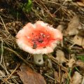 Herfst_2011-10