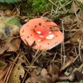 Herfst_2011-11