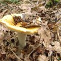 Herfst_2011-12