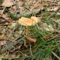 Herfst_2011-13