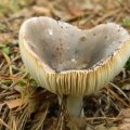 Herfst_2011-14