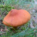 Herfst_2011-16