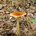 Herfst_2011-19