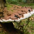 Herfst_2011-21