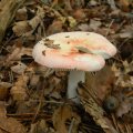 Herfst_2011-22