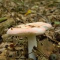 Herfst_2011-23