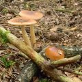 Herfst_2011-25