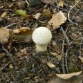 Herfst_2011-26