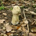 Herfst_2011-27