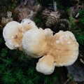 Herfst_2011-32