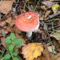 Herfst_2011-39
