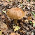 Herfst_2011-40