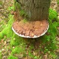 DSCN1733