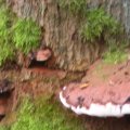 DSCN1735