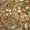DSCN1737